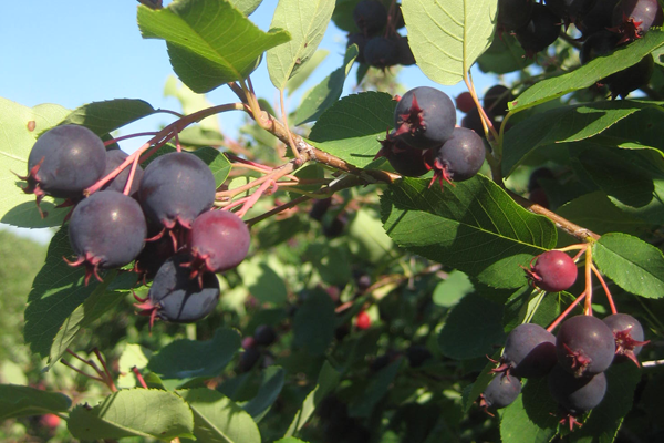 saskatoon-berries