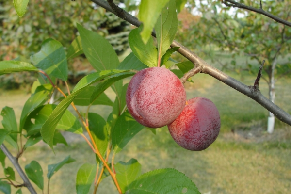 treefruit8